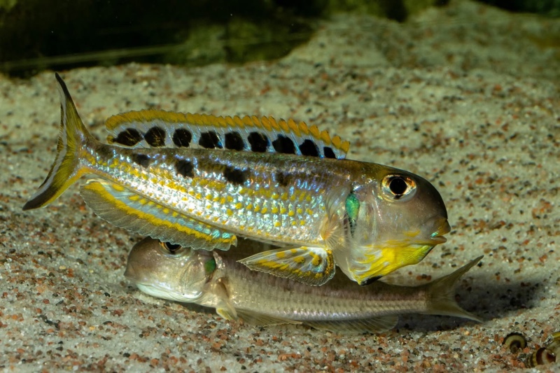 Xenotilapia singularis 'Ikola'